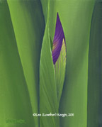 "Iris Bud" &copy; - Original art by Lee (Lowther) Kergin